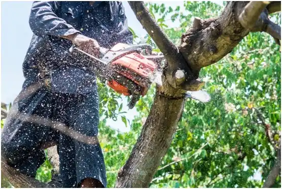 tree services Gaffney